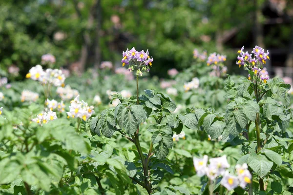 Bramborový květ zemědělství — Stock fotografie