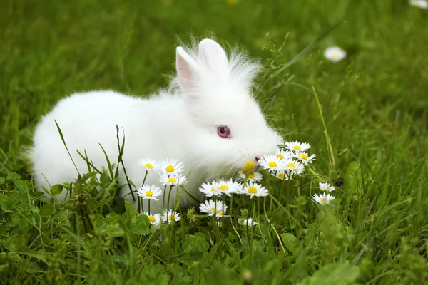 Coniglietto nano bianco in piedi in erba — Foto Stock