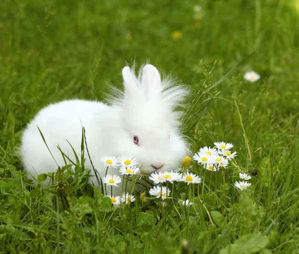 Белый кролик-карлик — стоковое фото