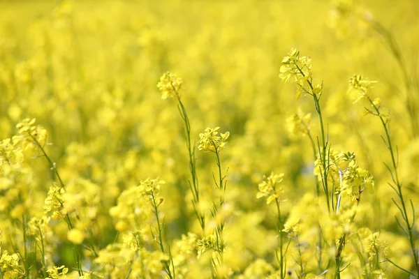 黄色的花朵夏季自然背景 — 图库照片