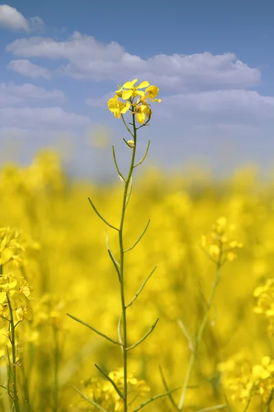 黄色的花朵和蓝色的天空夏季现场 — 图库照片
