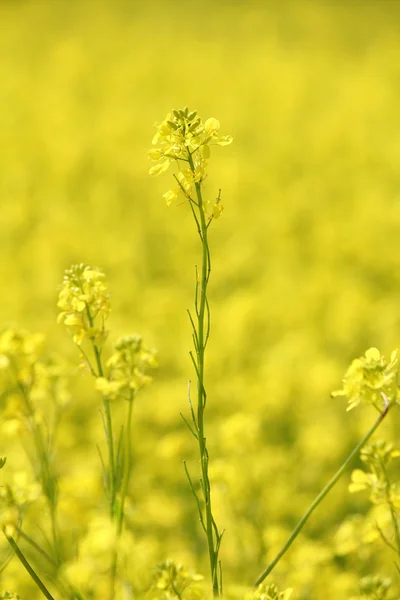 字段与黄色的花朵夏季背景 — 图库照片