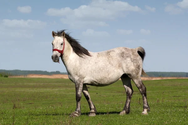 Valkoinen hevonen vihreällä pellolla — kuvapankkivalokuva