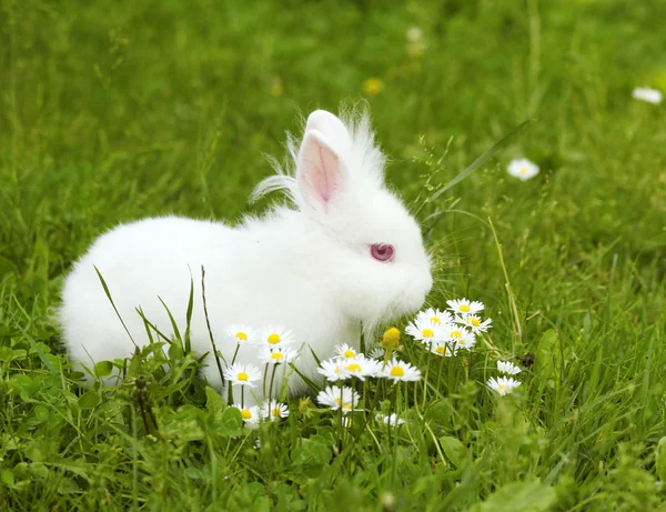 Witte bunny — Stockfoto