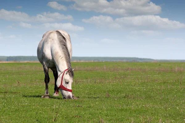 Vit häst i betesmark — Stockfoto