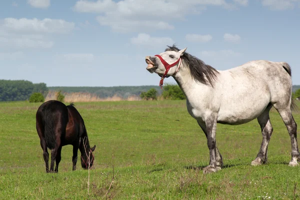 Cavallo bianco vicino — Foto Stock