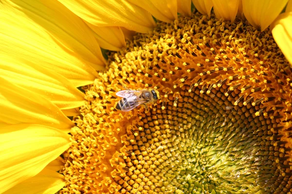 Bee on sunflower close up — Stock Photo, Image