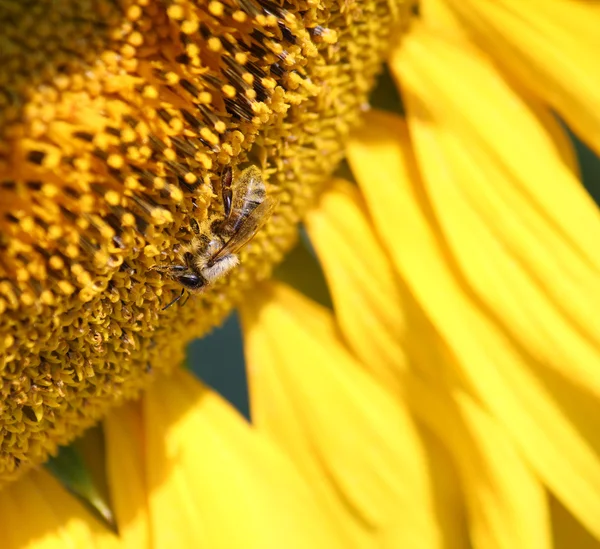 Bee op zonnebloem macro — Stockfoto