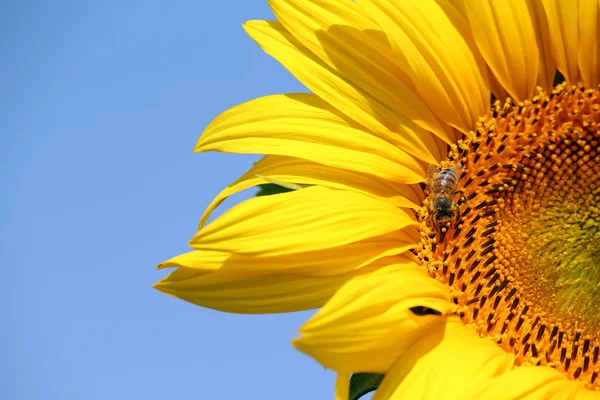 Bee op zonnebloem zomerseizoen — Stockfoto