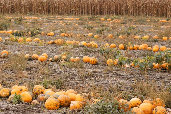 Pumpkins field autumn scene — Stock Photo, Image