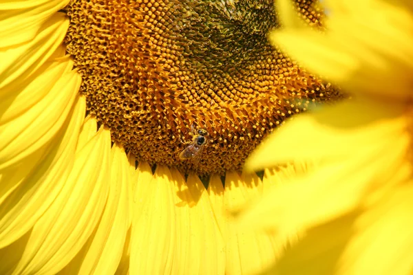 Sunflower and bee summer scene — Stock Photo, Image