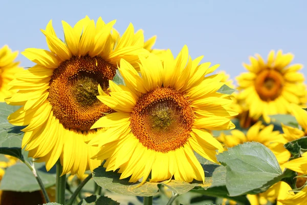 Bright sunflowers field summer scene — Stock Photo, Image