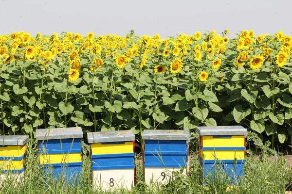 Včelí úl a slunečnice pole — Stock fotografie