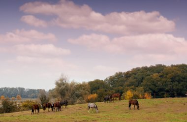 Mera sonbahar sahne ortasında