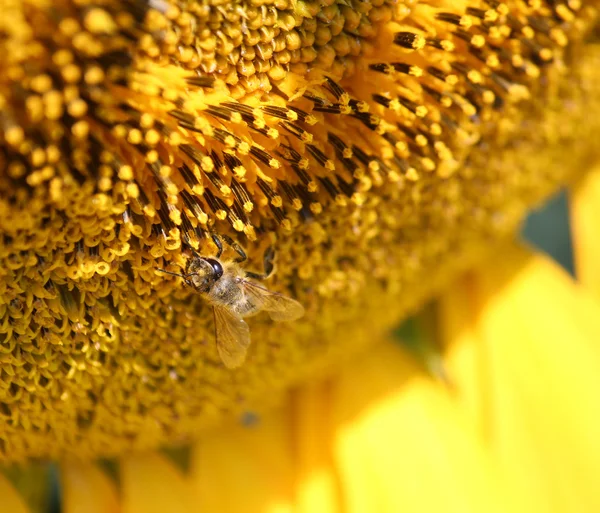 Bee op zonnebloem macro-opname — Stockfoto