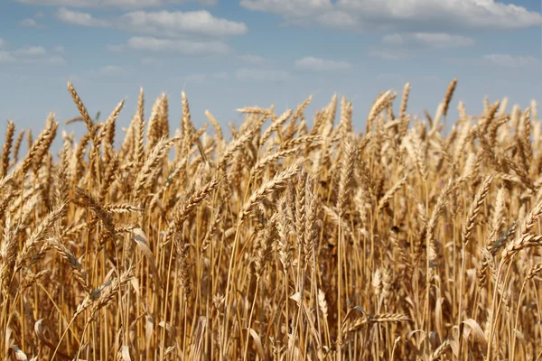 Terras agrícolas com campo de trigo dourado — Fotografia de Stock