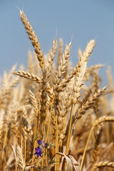 Golden wheat and blue sky summer scene — Stock Photo, Image
