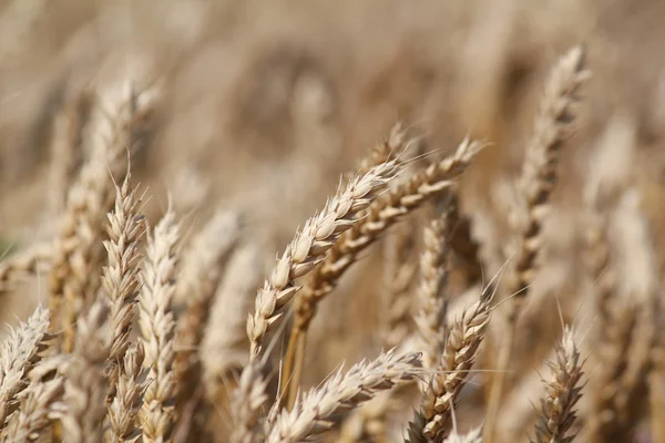 Golden wheat summer scene — Stock Photo, Image