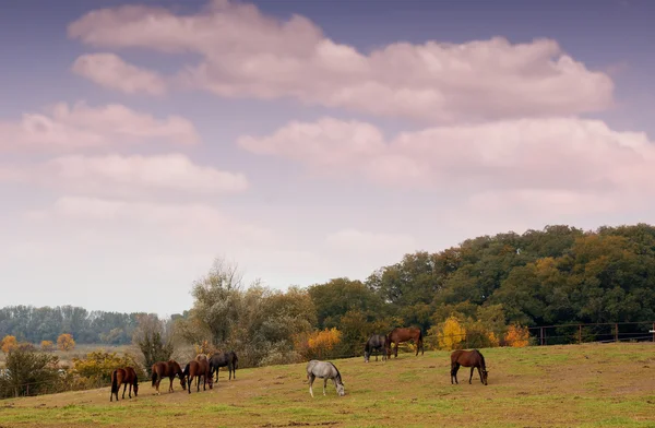 Koně v podzimní scéně pastviny — Stock fotografie