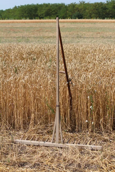 stock image Old wooden rake