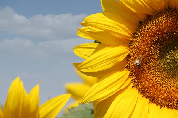 Summer scene sunflowers and bee — Stock Photo, Image