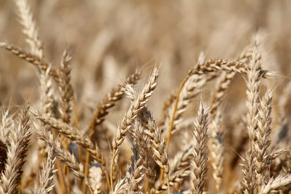 Golden wheat close up summer scene — Stock Photo, Image