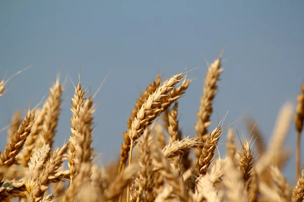 Campo de trigo dorado de cerca — Foto de Stock