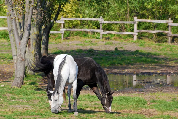 Белая и черная лошадь — стоковое фото