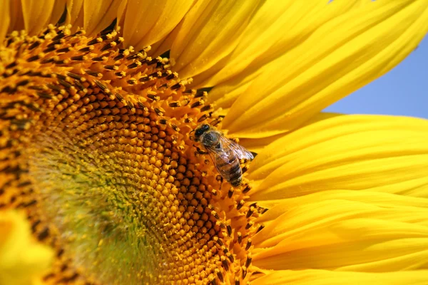 Helder gele zonnebloem en bee — Stockfoto