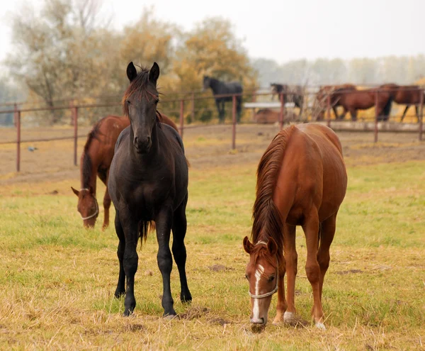 Koń czarny i brązowy — Zdjęcie stockowe