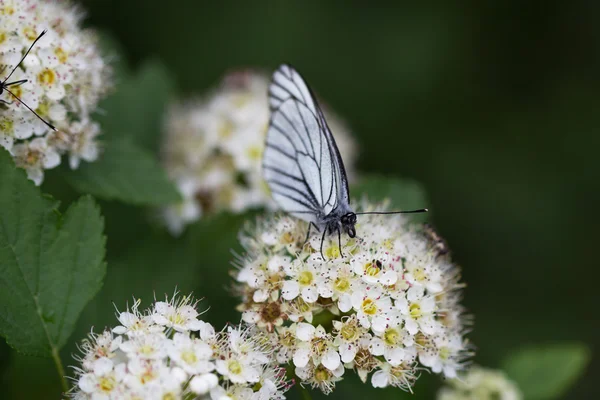 White butterfly on white flower — Stock Photo, Image