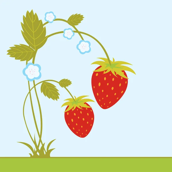 Φράουλες με άνθος — Διανυσματικό Αρχείο