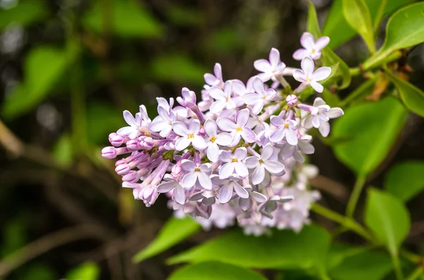 stock image The Lilac