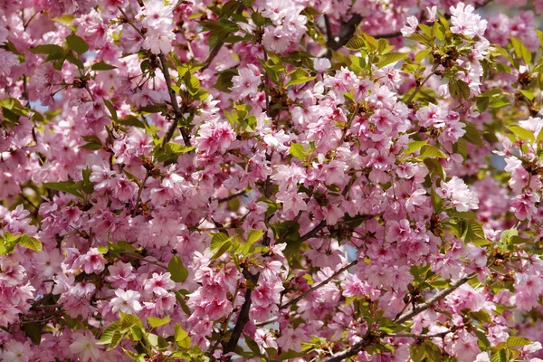stock image Cherry blossom