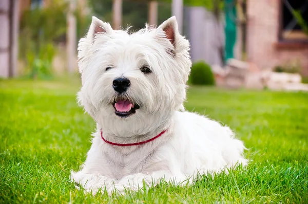 Westie on the green grass — Stock Photo, Image