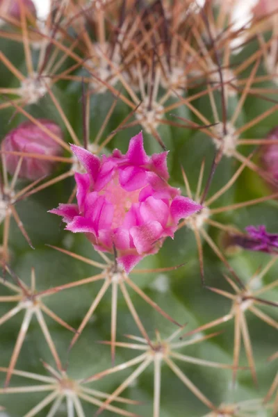 Beautiful flowers of cactus — Stock Photo, Image