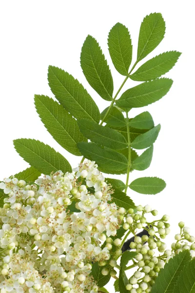 Rowan witte bloemen — Stockfoto