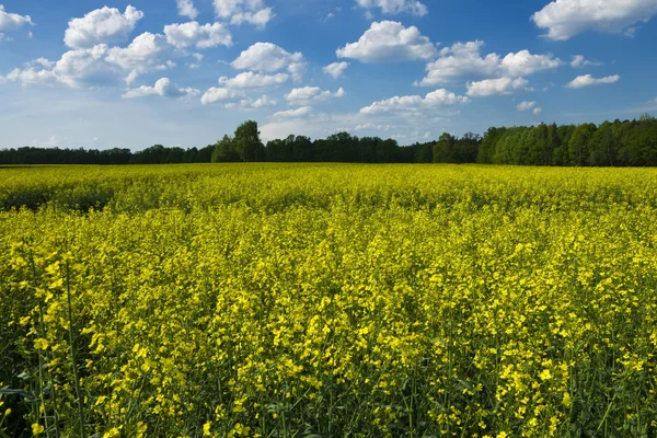 Blooming canola field — Stock Photo, Image