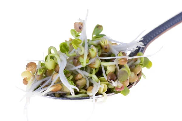 Radish sprouts on a spoon isolated on white background — Stock Photo, Image