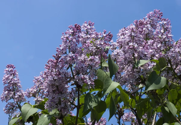 Lilacs flor em um arbusto — Fotografia de Stock