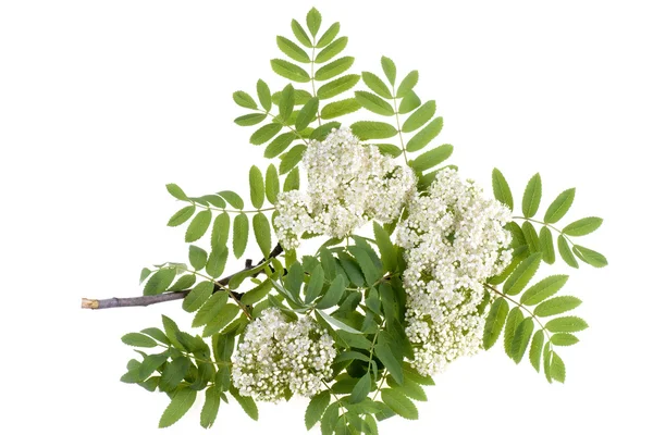 Rowan white flowers — Stock Photo, Image