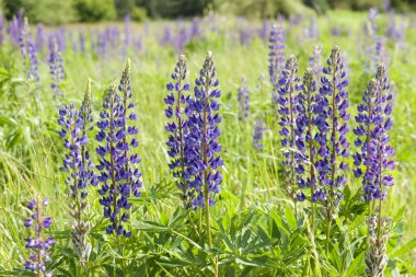 acı bakla çiçekler (cins lupinus)