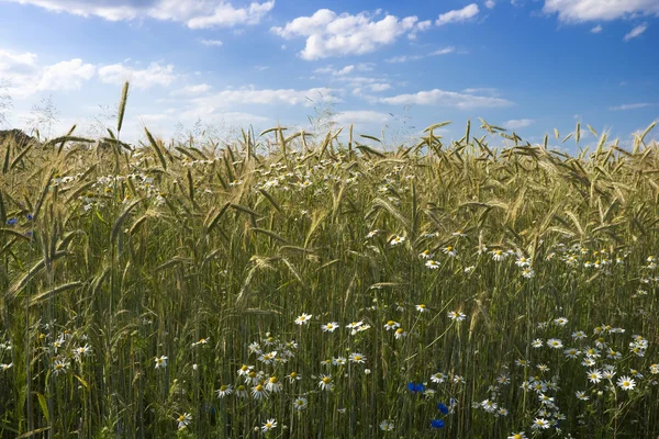 Ripening rye in the field — Stock Photo, Image