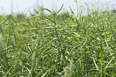 Green ripening canola in a field close-up clipart