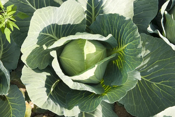 Mature cabbage field close up — Stock Photo, Image