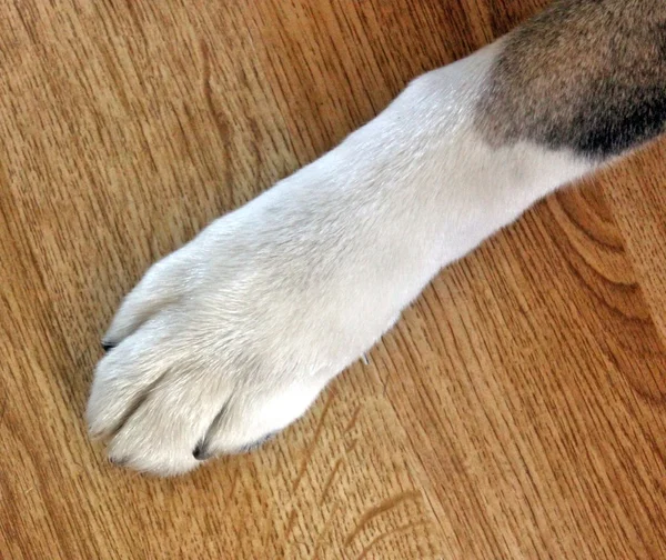 stock image Dogs Paw