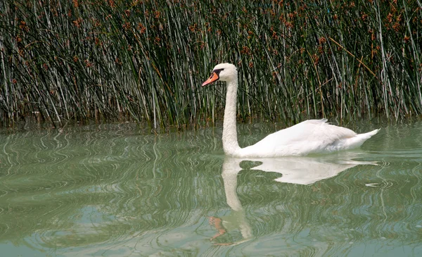 Cisne no Lago Balaton, Hungria — Fotografia de Stock