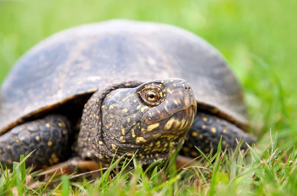 stock image European pond turtle (Emys orbicularis)