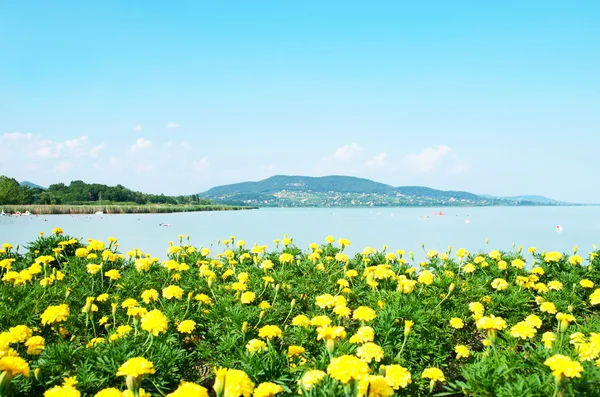 Gyönyörű panoráma a Balatonra, a sárga virágok — Stock Fotó