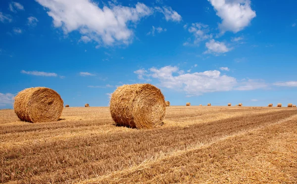 stock image Bales of wheat in summer time